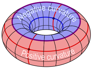 A-torus-has-regions-with-positive-red-negative-blue-and-zero-curvature-purple.png